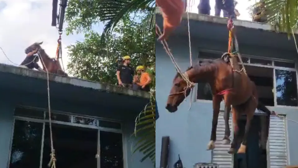 Animal ficou preso em laje de casa após ser colocado lá pela dona para se proteger das águas da enchente em Peruíbe.