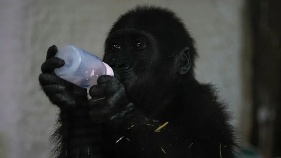 O gorila de cinco meses, encontrado em uma caixa durante voo ilegal, está em tratamento no zoológico de Polonezkoy, em Istambul.