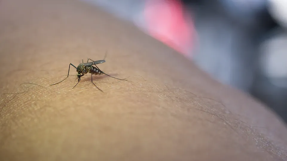 Dengue: 21 cidades de São Paulo enfrentam emergência de saúde pública