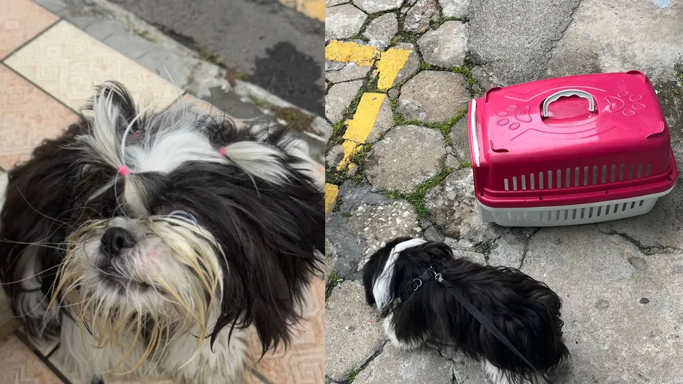 Caso ocorreu no último domingo (12) em Balneário Camboriú, gerando indignação