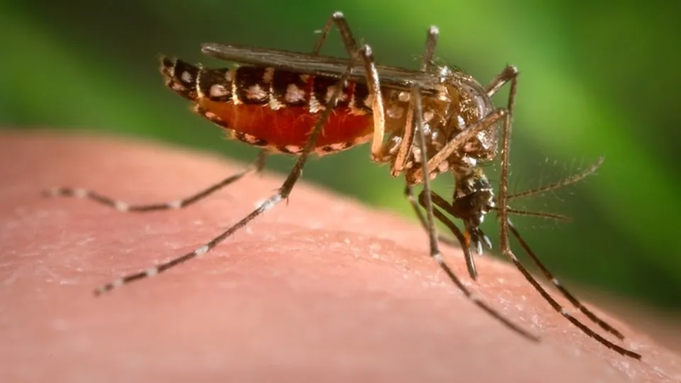 São Paulo registra primeiro caso de febre amarela em humano em 2025