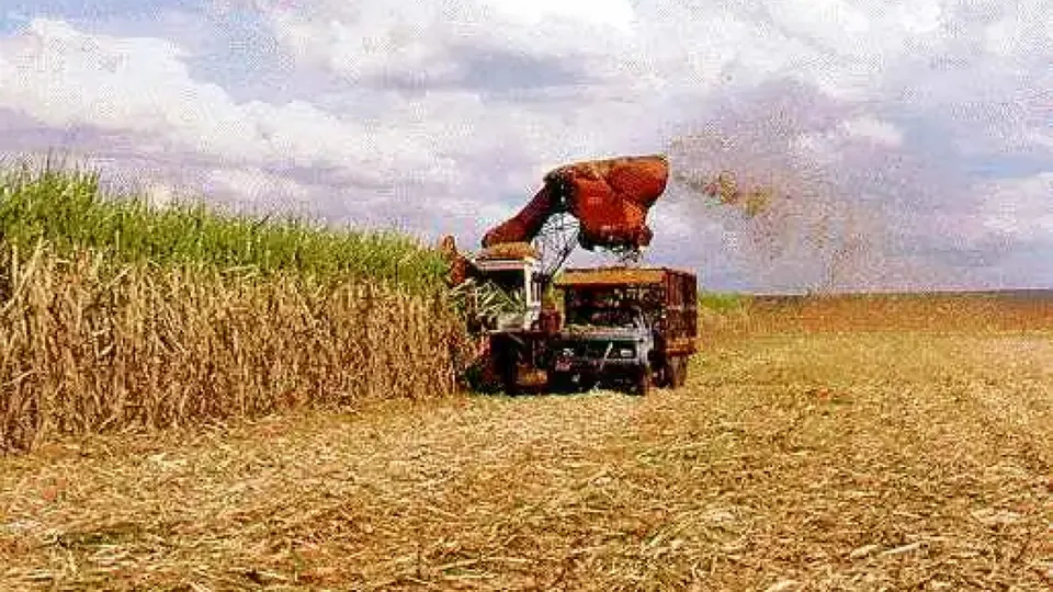 IBGE projeta área de 80,5 milhões de hectares para cultivo em 2025, alta de 1,8%