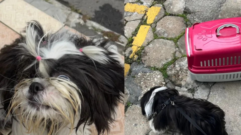 Uma mulher foi detida após deixar seu cachorro preso em um veículo por mais de três horas em Balneário Camboriú, SC.