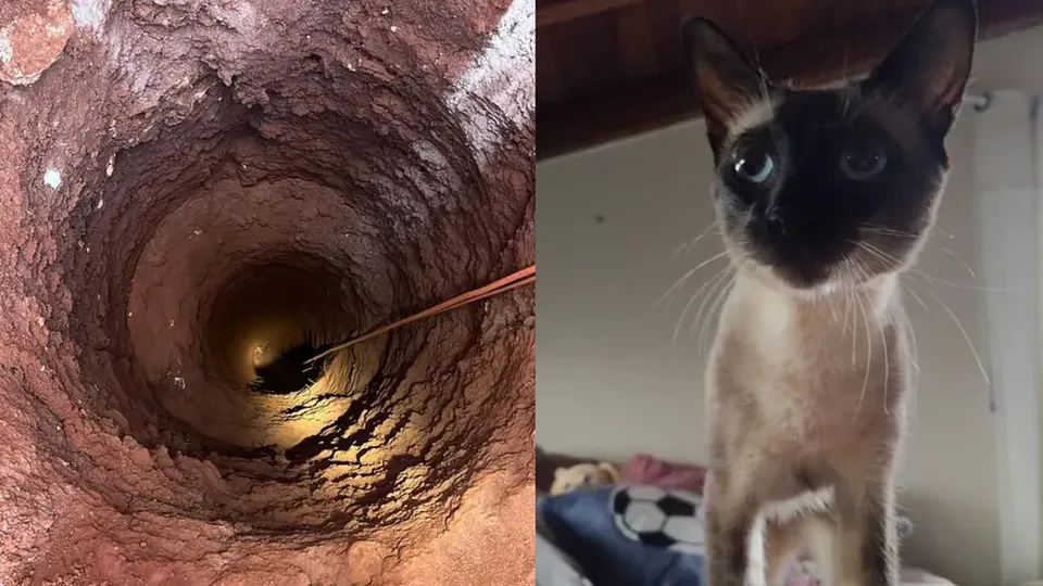 Após cinco horas de esforço, bombeiros conseguem resgatar gato que caiu em buraco profundo em Maringá, Paraná.