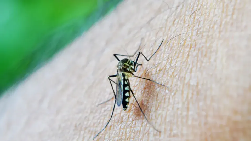 O Estado de São Paulo registra a primeira morte por dengue de 2025, com 45 óbitos sob investigação e 56 em análise no Brasil.