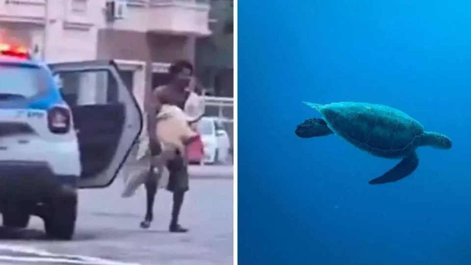 Imagens registram o momento em que a Polícia Militar devolve o animal ao mar após tentativa de roubo.