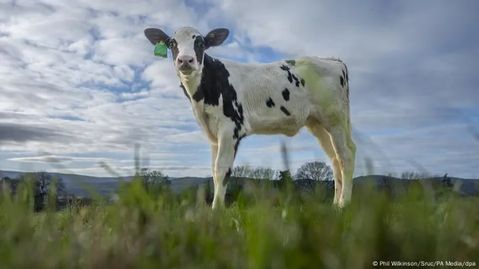 Hilda, a primeira bezerra do rebanho de Langhill, é um avanço na busca por uma pecuária mais sustentável e menos poluente.