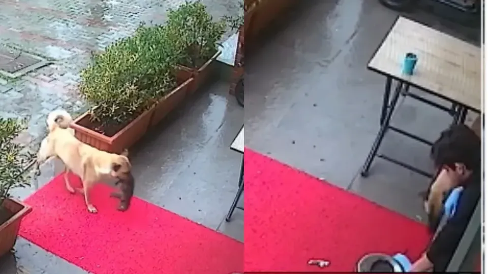 Imagens emocionantes mostram a determinação de uma mãe canina em salvar seu filhote com hipotermia em Istambul.