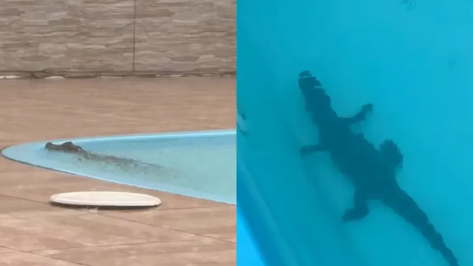 Moradora acredita que o animal entrou por buracos feitos para escoar água da inundação. Assista ao vídeo do resgate.