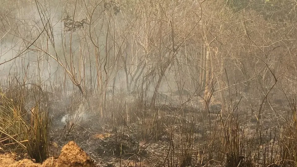 Estudo do MapBiomas revela que mais de 30 milhões de hectares foram devastados em 2024, com a Amazônia sendo a mais afetada.