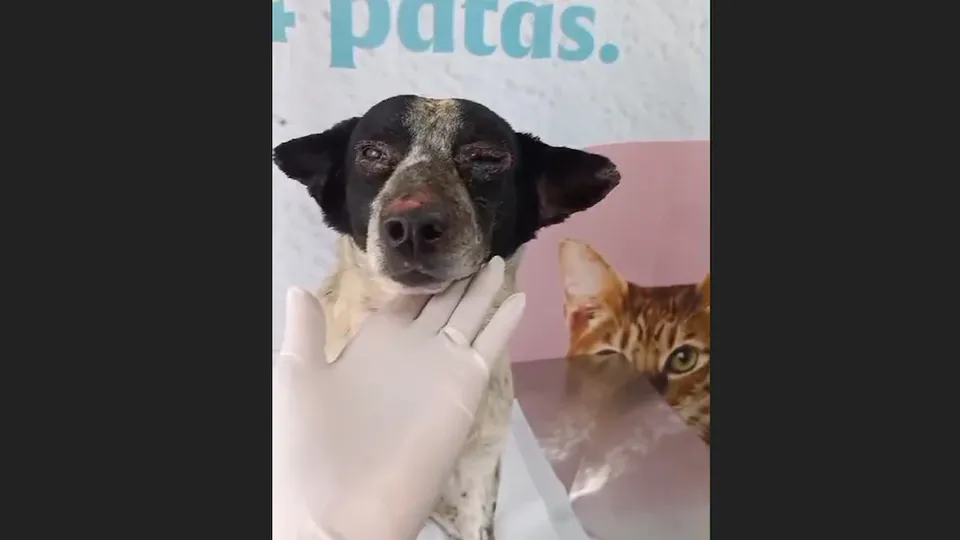 Branquelo, o pet que sofreu queimaduras graves, é cuidado por moradores após tragédia que deixou um morto e feridos.
