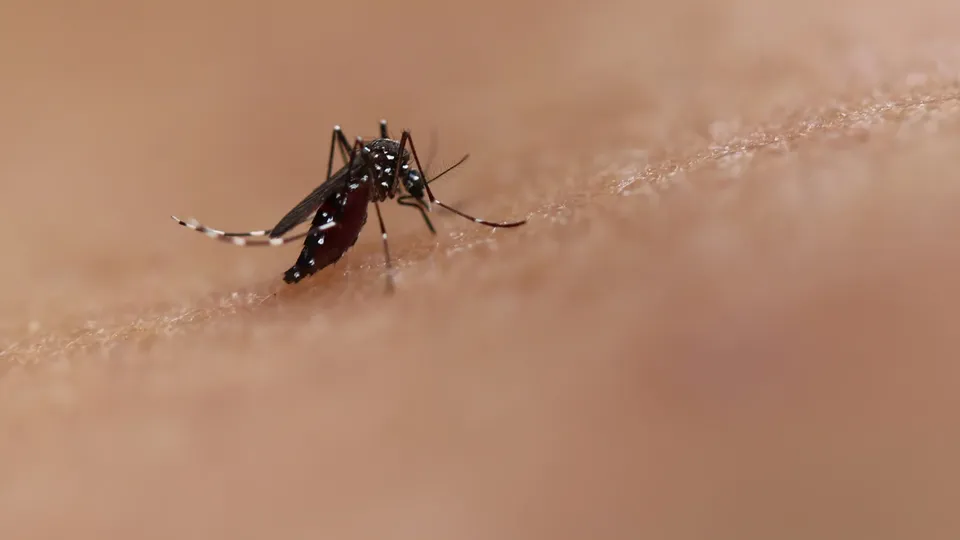 Com a expansão do sorotipo 3 da dengue, Eleuses Paiva destaca que o Estado pode enfrentar mais casos graves da doença neste ano.