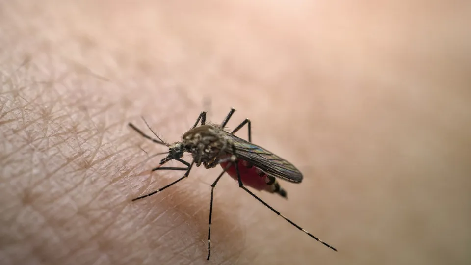 Os locais de infecção incluem Socorro, Tuiuti e Joanópolis; vacinação é a principal forma de prevenção.