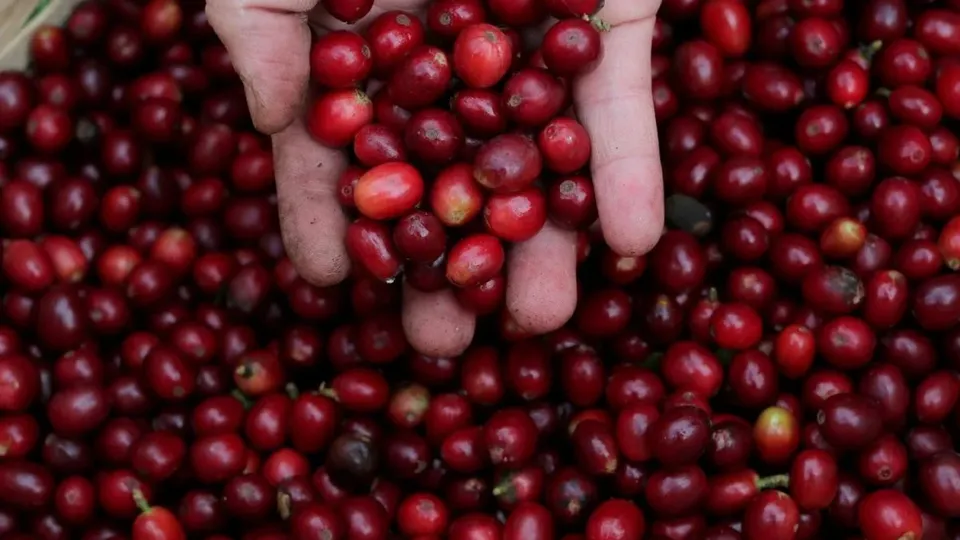 Produção de café no Brasil deve cair 4,4% e chegar a 51,8 milhões de sacas em 2025