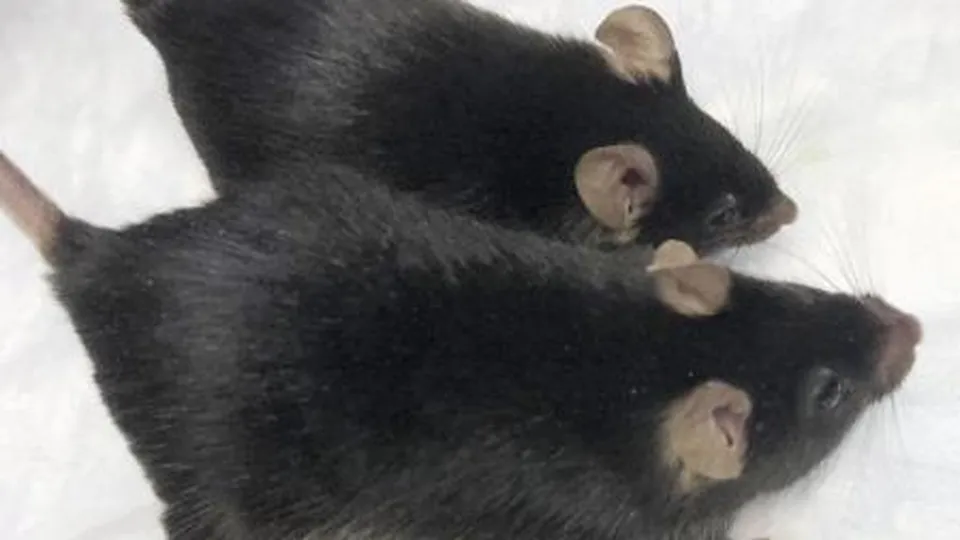 Um estudo inovador revela que um rato bipaternal sobreviveu até a fase adulta, usando engenharia genética.