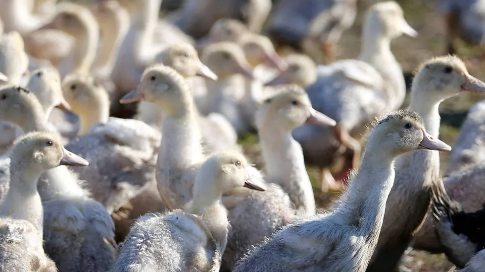 A cepa H5N9 foi detectada em uma granja de patos na Califórnia, levando ao sacrifício de 119 mil aves.