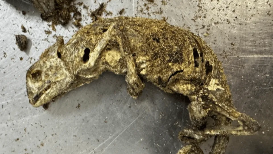 Vigiagro intercepta bagagem com ratos empalados e cabeça de cachorro vinda da Nigéria em fiscalização