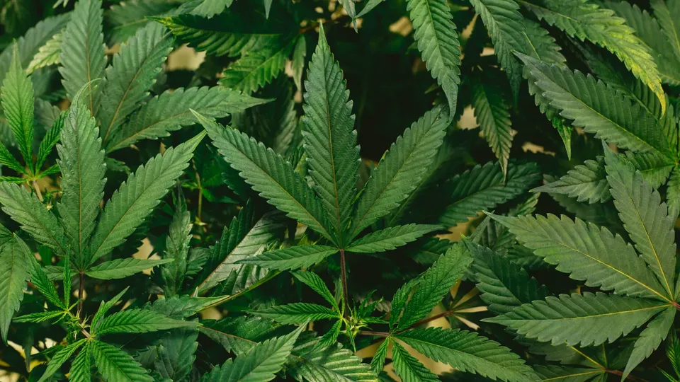 Pesquisa com mais de mil jovens aponta redução significativa na atividade cerebral relacionada à memória de trabalho em usuários frequentes de cannabis