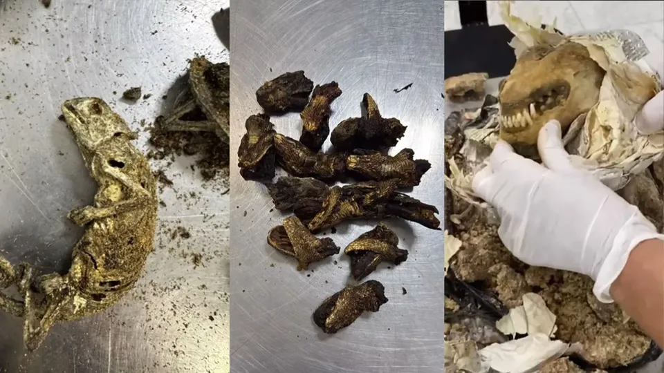 Uma mala vinda da Nigéria continha restos de animais, incluindo cabeças de cobra e um cachorro decapitado.