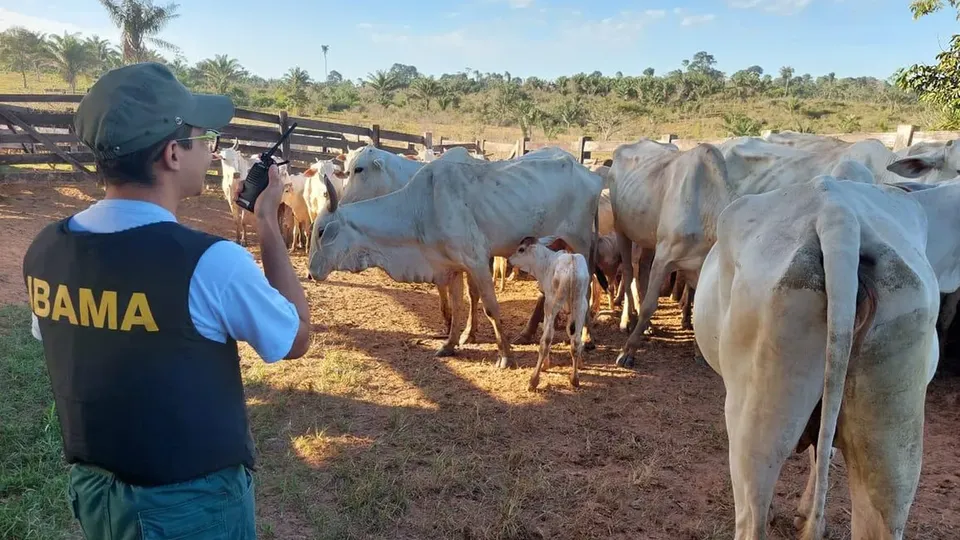 Polícia Federal prende suspeito de roubo de gado na Terra Indígena Apyterewa