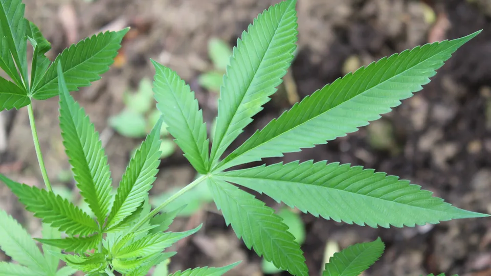 Felício Ramuth justifica veto a projeto que visava a produção de medicamentos à base de cannabis por questões orçamentárias.