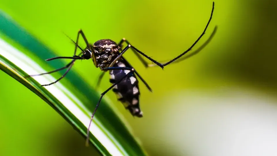 Casos prováveis de dengue saltam de 139 mil para 169 mil em três dias; mortes sobem de 21 para 37 em todo o país.