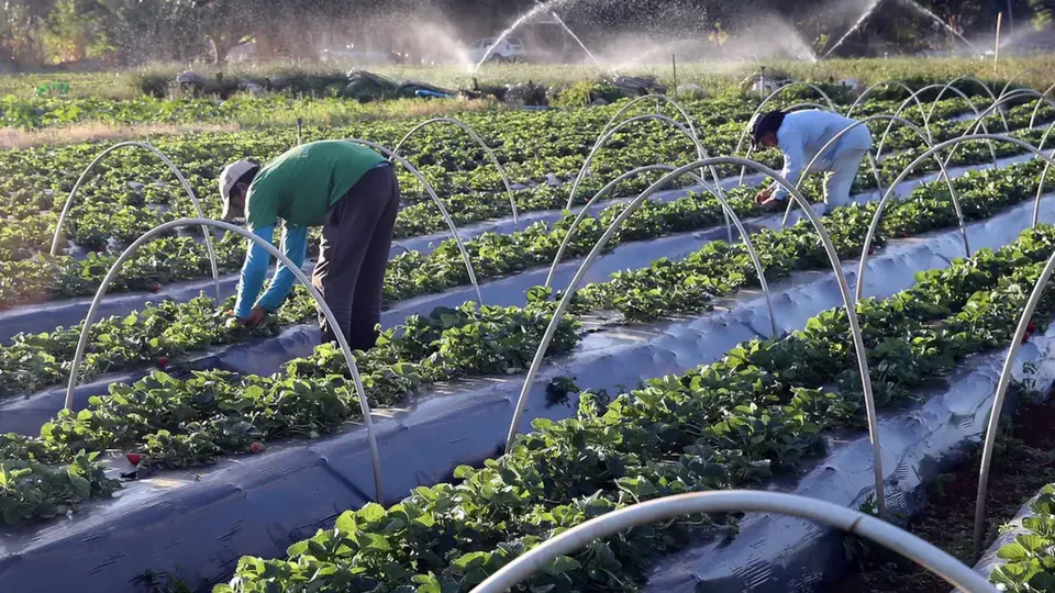 Iniciativa visa beneficiar mais de 1,35 milhão de agricultores com dívidas em atraso, permitindo acesso ao crédito rural.