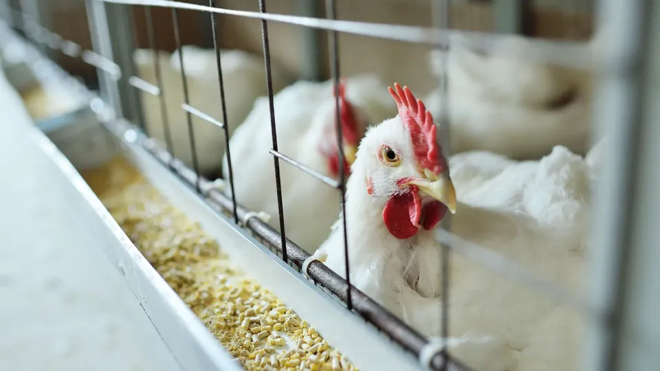 Com a gripe aviária em ascensão nos EUA, especialistas alertam sobre riscos e cuidados necessários para evitar contaminações.