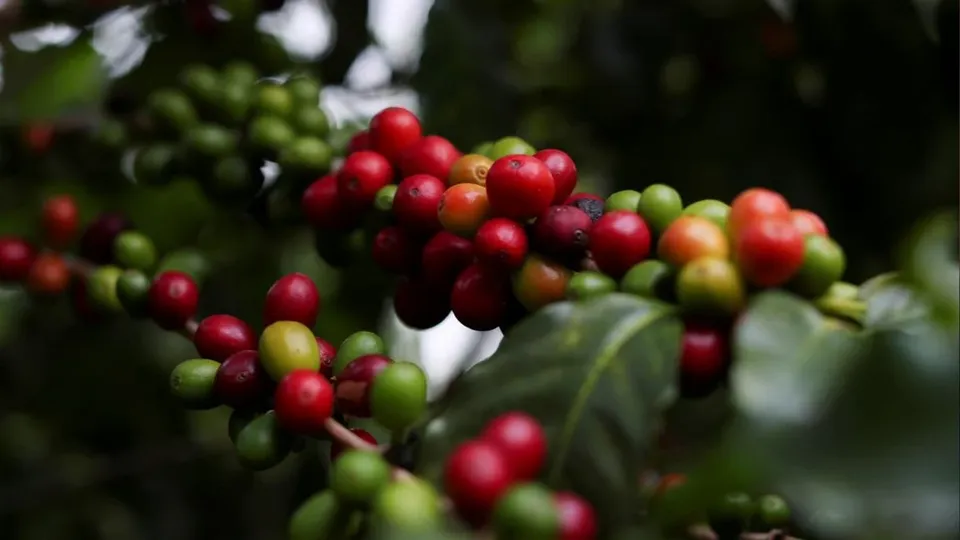 O preço do café arábica no Brasil segue a tendência de alta global, com impactos na oferta e demanda.