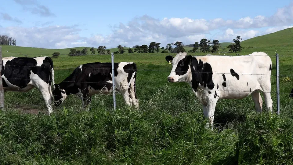 Vacas leiteiras nos Estados Unidos testaram positivo pela primeira vez para uma variante do vírus H5N1, levantando preocupações.