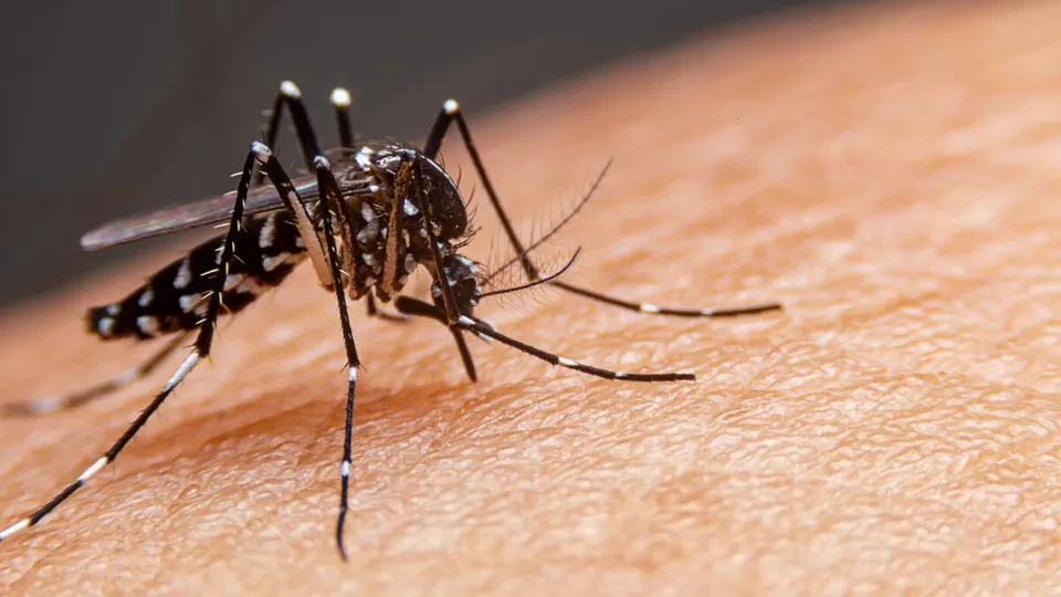 A morte de uma menina de 11 anos por dengue em São Paulo acende alerta sobre baixa vacinação contra a doença.