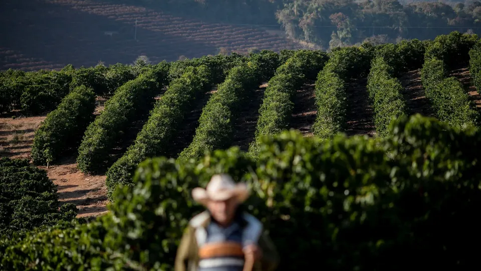 Dados do Cepea mostram que a saca do grão chegou a R$ 2.769,45, refletindo estoques baixos e demanda aquecida.