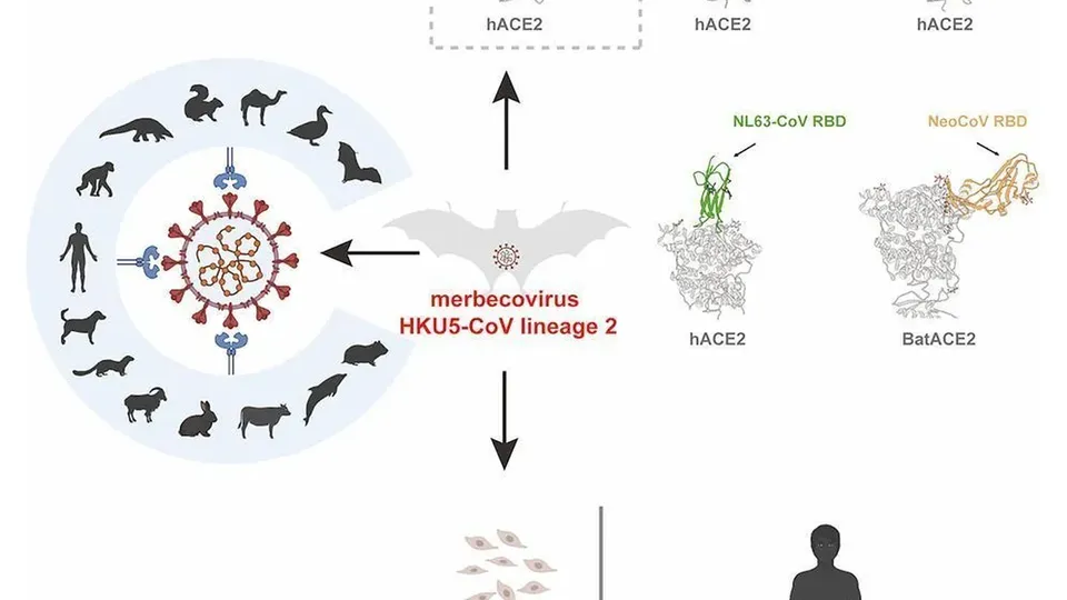 Estudo revela que HKU5-CoV-2, novo coronavírus, possui potencial de transmissão para humanos, mas investigações são necessárias