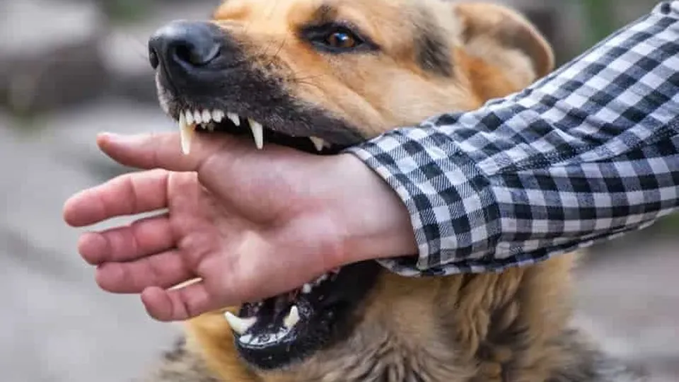 Justiça nega pedido de indenização de trabalhador que alegou falta de instruções sobre cuidados com animais em casa