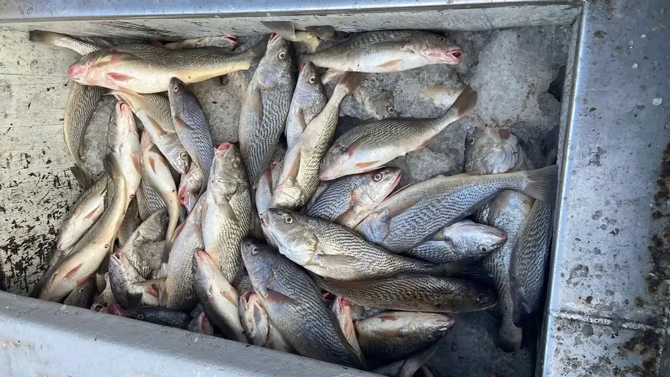 Além da carga de peixes, embarcação e 750 metros de rede de cerco foram confiscados