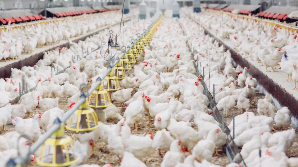 Ministério da Agricultura informa que a doença não é transmitida pelo consumo de carne de aves e ovos, garantindo segurança alimentar.