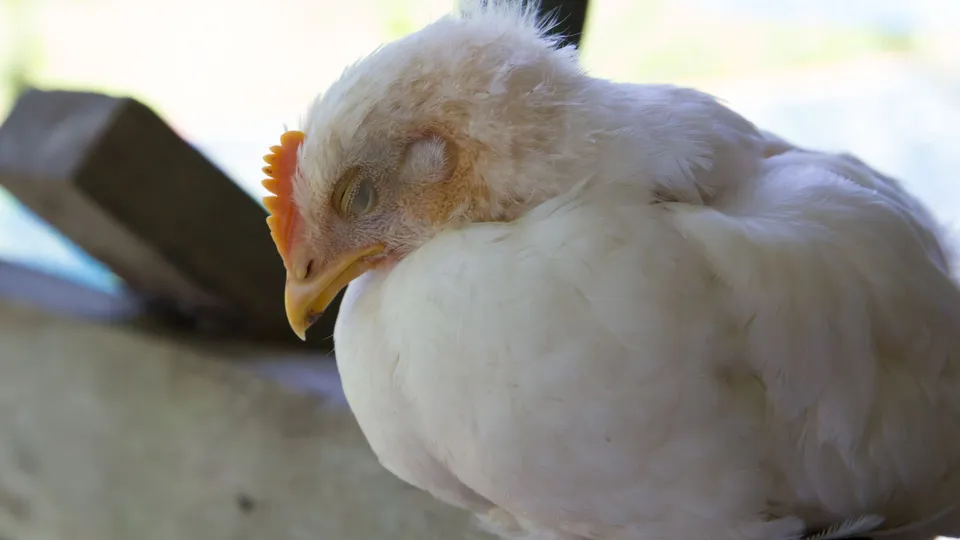 Decisão foi tomada após confirmação do primeiro foco da doença em granja comercial no estado gaúcho.