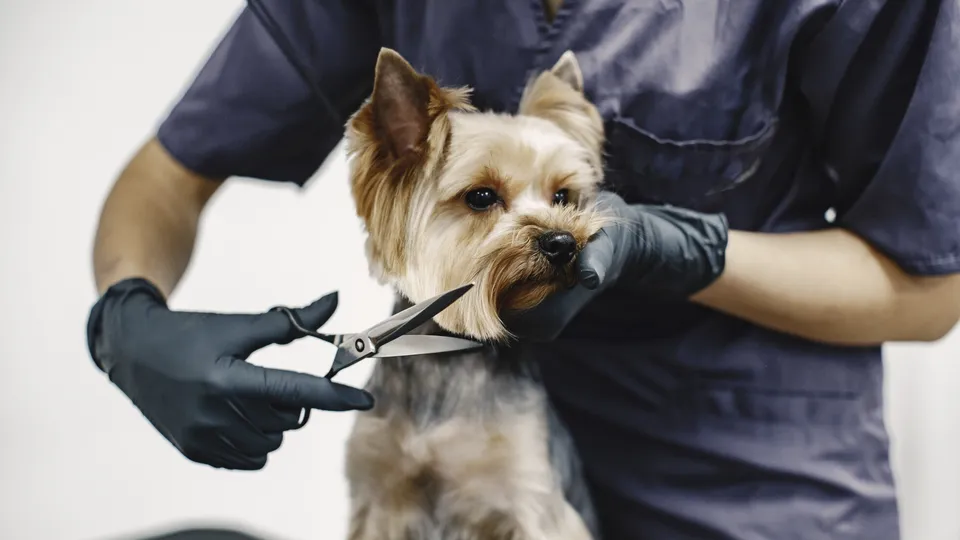 Projeto de lei aprovado em comissão na Câmara exige curso com aval veterinário e normas rigorosas para pet shops, visando o bem-estar dos animais.