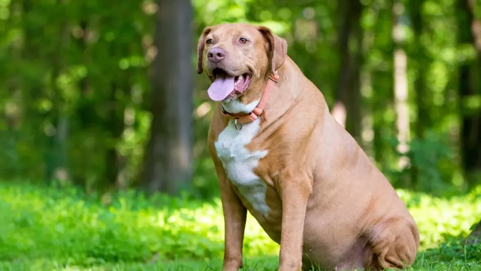 A obesidade é uma condição crescente entre os pets, afetando sua saúde e qualidade de vida. Confira dicas essenciais para o bem-estar.