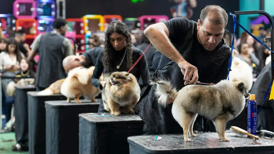 Na Pet South America, inovação, negócios e competição se encontram; Diogo (Papo Pet) analisa desafios, atualização e tendências do grooming no Brasil