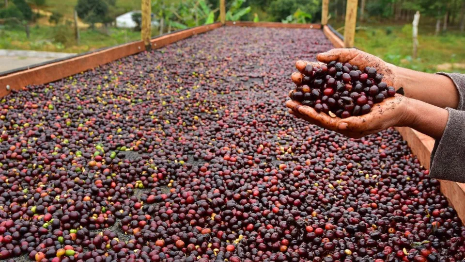 Queda acentuada ocorreu em agosto, com tarifa de 50% impactando o comércio, segundo a BSCA.