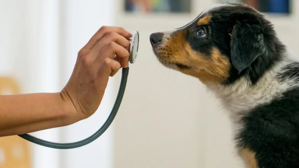 A proposta estabelece pena de seis meses a dois anos e multa para quem atuar sem registro profissional.