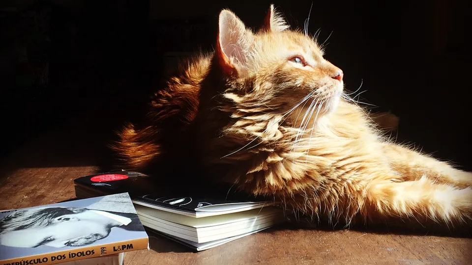 Aos 20 anos, o felino que revisa an&uacute;ncios, comanda a reda&ccedil;&atilde;o e dita tend&ecirc;ncias compartilha sua trajet&oacute;ria, seus cuidados de sa&uacute;de e os segredos para uma longevidade.