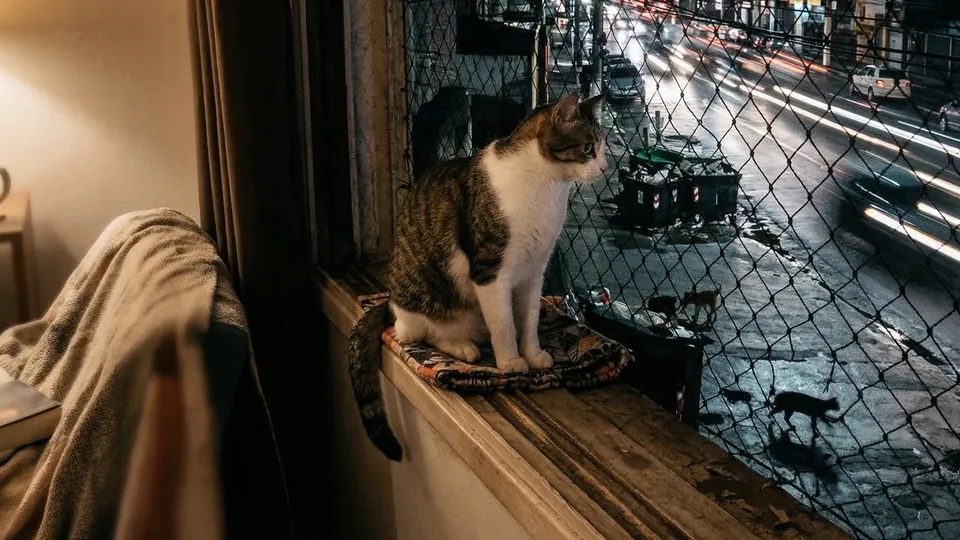 Especialistas explicam por que gatos costumam sair para a rua, os principais perigos desses passeios e o que tutores podem fazer para evitar fugas