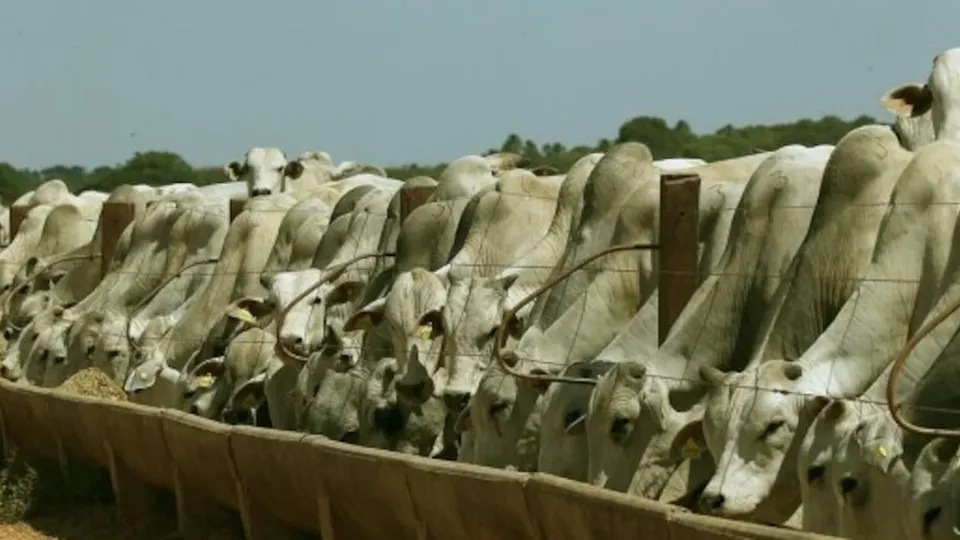 A decis&atilde;o da China representa um avan&ccedil;o significativo para as exporta&ccedil;&otilde;es brasileiras de carne bovina.