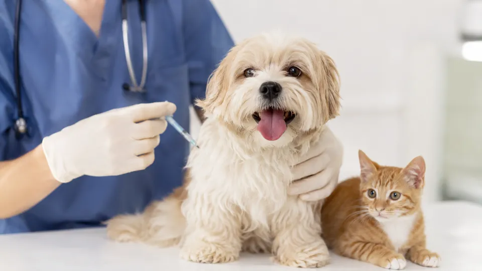No Dia Mundial de Combate &agrave;s Zoonoses, campanha alerta tutores sobre vacinas, sa&uacute;de p&uacute;blica e preven&ccedil;&atilde;o de doen&ccedil;as transmitidas por animais.