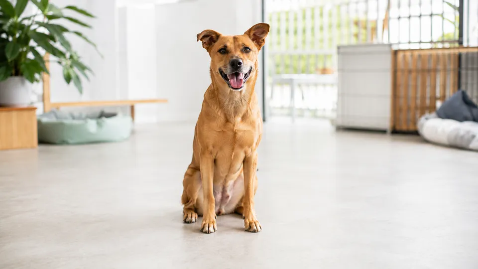 Data de 31 de julho refor&ccedil;a o valor dos c&atilde;es sem ra&ccedil;a definida e alerta para compromisso, planejamento e cuidado em toda ado&ccedil;&atilde;o respons&aacute;vel de pets.