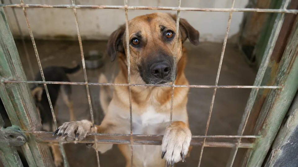 Rotina de resgates, d&iacute;vidas veterin&aacute;rias e espa&ccedil;os lotados exp&otilde;em os limites de quem atua onde as pol&iacute;ticas p&uacute;blicas ainda n&atilde;o conseguem alcan&ccedil;ar.